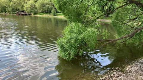 Tree above the lake in the Park, seagulls flying. Stock Footage 108549083