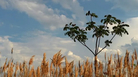 Tree above reed bed with perched bird. Dry plumes fill lower frame beneath Stock Footage 337914242