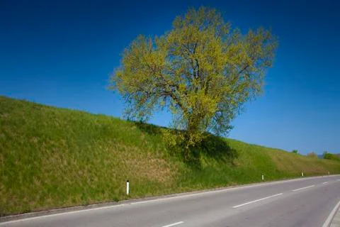 Tree above the road Stock Photos