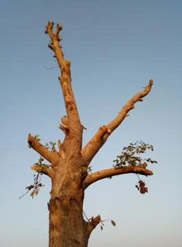 Tree from the above side Stock Photos