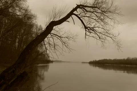 A tree above the water Stock Photos