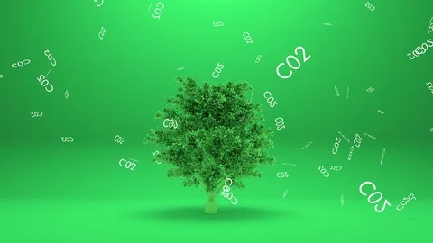 Carbon Dioxide Tree Stock Video Footage Royalty Free Carbon Dioxide Tree Videos Pond5