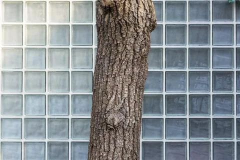 Tree Abstract Glass Texture Background Division Cubes Architecture Park Detai Stock Photos