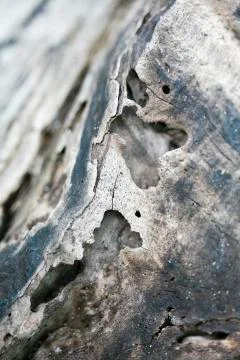 Tree abstract macro background fine art in high quality fifty megapixels Stock Photos