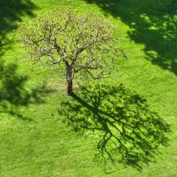 Tree with abstract shadow on grass Stock Photos