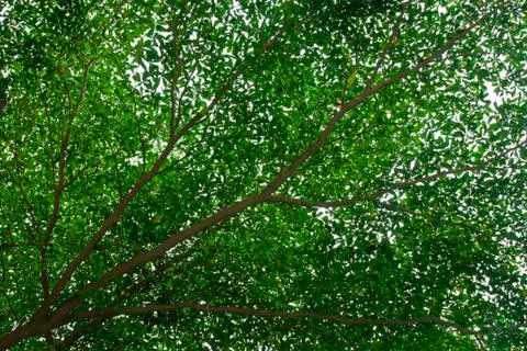Tree abundance Stock Photos