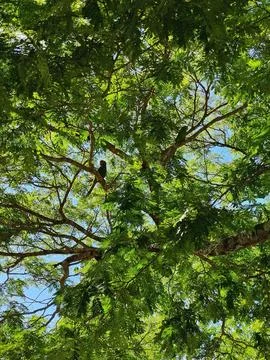 Tree accommodating a couple of parakeets Fotos de archivo