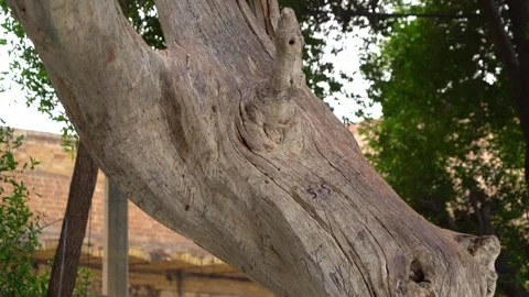 Tree of Adam or of Knowledge, El Qurna in Iraq. Tilt-up Stock Footage 241883969