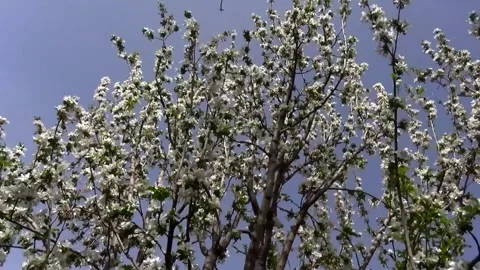 A tree adorned with delicate white flowers its branches, stock footage. Stock Footage 304816952