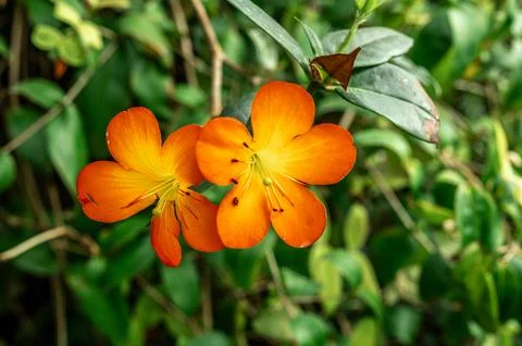 Tree adorned with exotic red orange flowers, creating burst of color and life Stock Photos