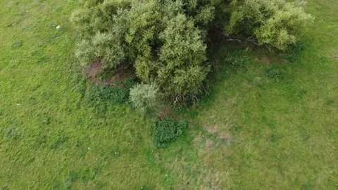 Tree Aerial Britain Stock Footage 161112670