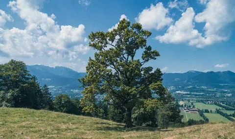 Tree in afield with mountains and sky on the background Stock Photos