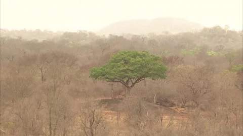 THE TREE IN AFRICA Stock Footage 50621721