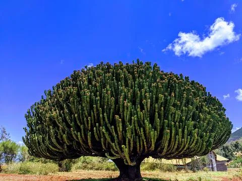 Tree - Africa 스톡 사진
