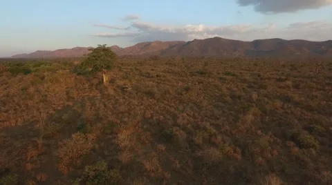 A tree in the African steppes Stock Footage 67466748