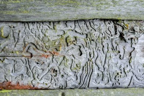 Tree after beetle bark beetle. Stock Photos