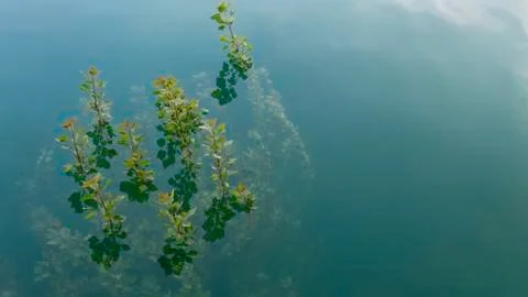 Tree after a devastating flood -  pouring of the river. Stock Photos
