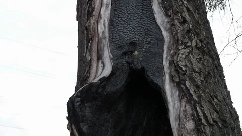 A tree after a fire, a charred ash trunk, parasitized, pollution litter bad Stock Footage 124303053