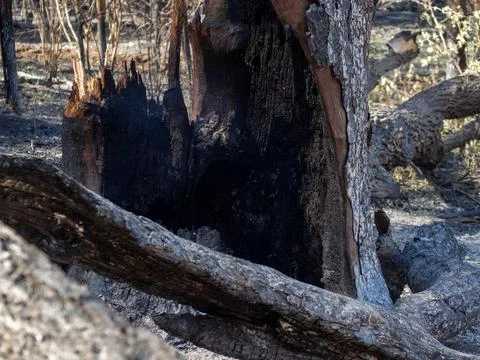 Tree after forest fire in ashes smoldering in smoke. Stock Photos