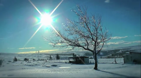 Tree After Ice Storm 库存影片 33047005