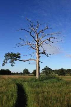 Tree after lightning Stock Photos