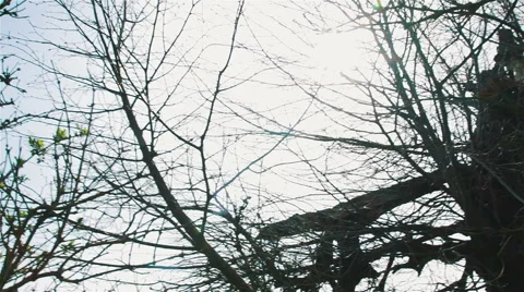 Tree After Lightning Strike Stock Footage 62158944