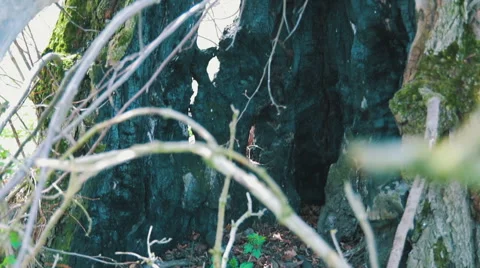 Tree After Lightning Strike Stock Footage 62190814