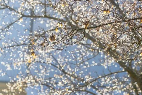 Tree after the rain. Background with glowing bokeh. Stock Photos