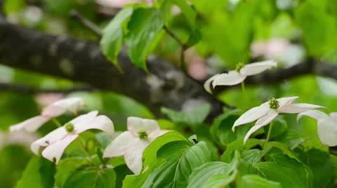 Tree after the rain Video stock 25011550