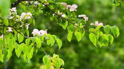 Tree after the rain Stock-Footage 25012649