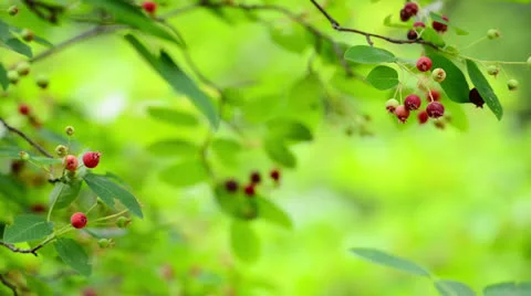Tree after the rain Stock Footage 25013373