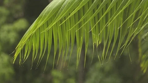 Tree after rain Stock Footage 80985772