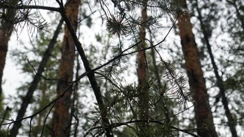 Tree after rain in spruce forest Stock Photos