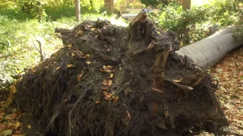 Tree after the storm in Poland tree root Stock Footage 166096613