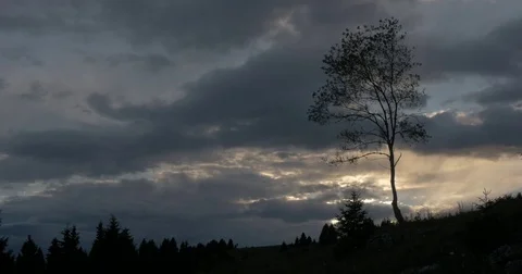 Tree after the sunset Stock Footage 78502752