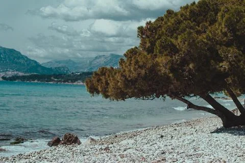 Tree against the backdrop of mountains and the sea Stock Photos