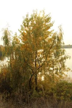 Tree against the backdrop of the setting autumn sun Stock Photos