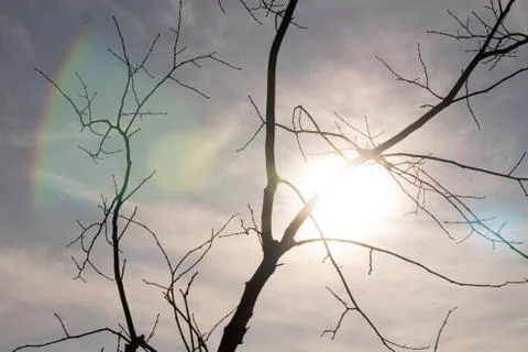 Tree against the backdrop of the sun and blue sky. Polish autumn. Stock Photos
