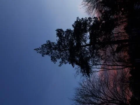 Tree against the backdrop of sunset Foto stock