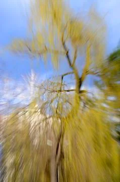 The tree against the background of blue sky with zooming Stock Photos