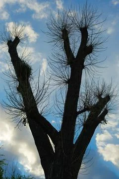 Tree against the background of the evening sky Stock Photos