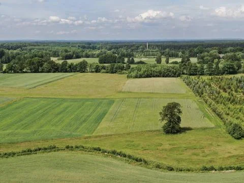A tree against a background of green fields in Central Europe Fotos de archivo