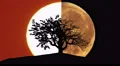 The tree against the background of the moon and the sun. Real time capture 4k or 4k+ Resolution