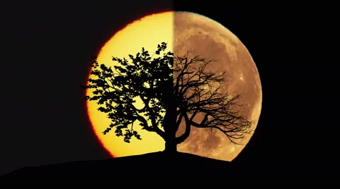 The tree against the background of the moon and the sun. Real time capture Stock Footage 64591630
