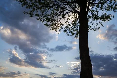 A tree against the background of multi-colored clouds of the evening sky. 写真素材