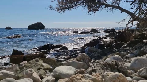 Tree against the background of rocks and the sea Stock Footage 183816774