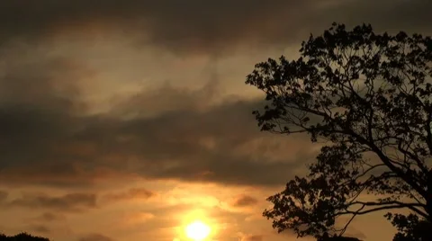 The tree against the background of the setting sun Video stock 7753321