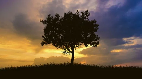 The tree against the background of sunrise. Time lapse Stock Footage 63175396