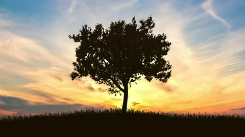 The tree against the background of sunrise. Time lapse Stock Footage 63175453