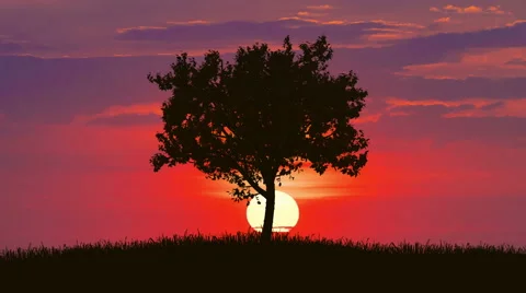 The tree against the background of sunrise. Time lapse Stock Footage 63175736